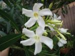 oleander